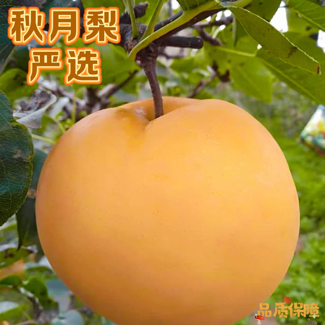 山东莱西秋月梨新鲜现摘当季水果脆甜多汁皮薄大果
