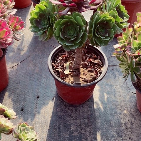 嫁接多肉法师76号