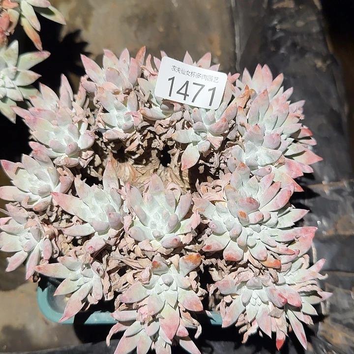 白姆仙女杯多肉福利