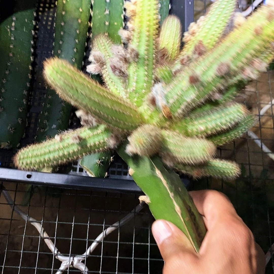 l*林特鲁迪 无根