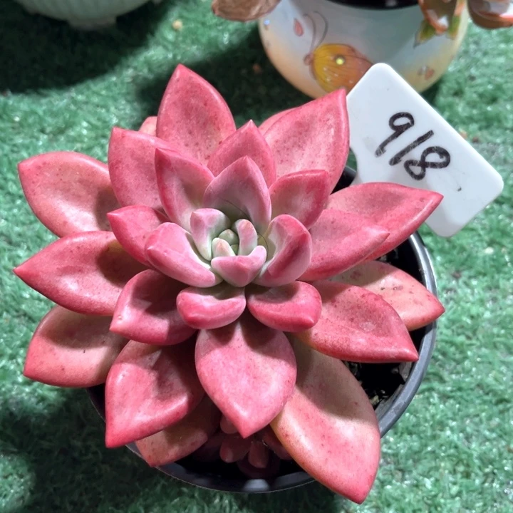 贺菲斯托918号码牌子的