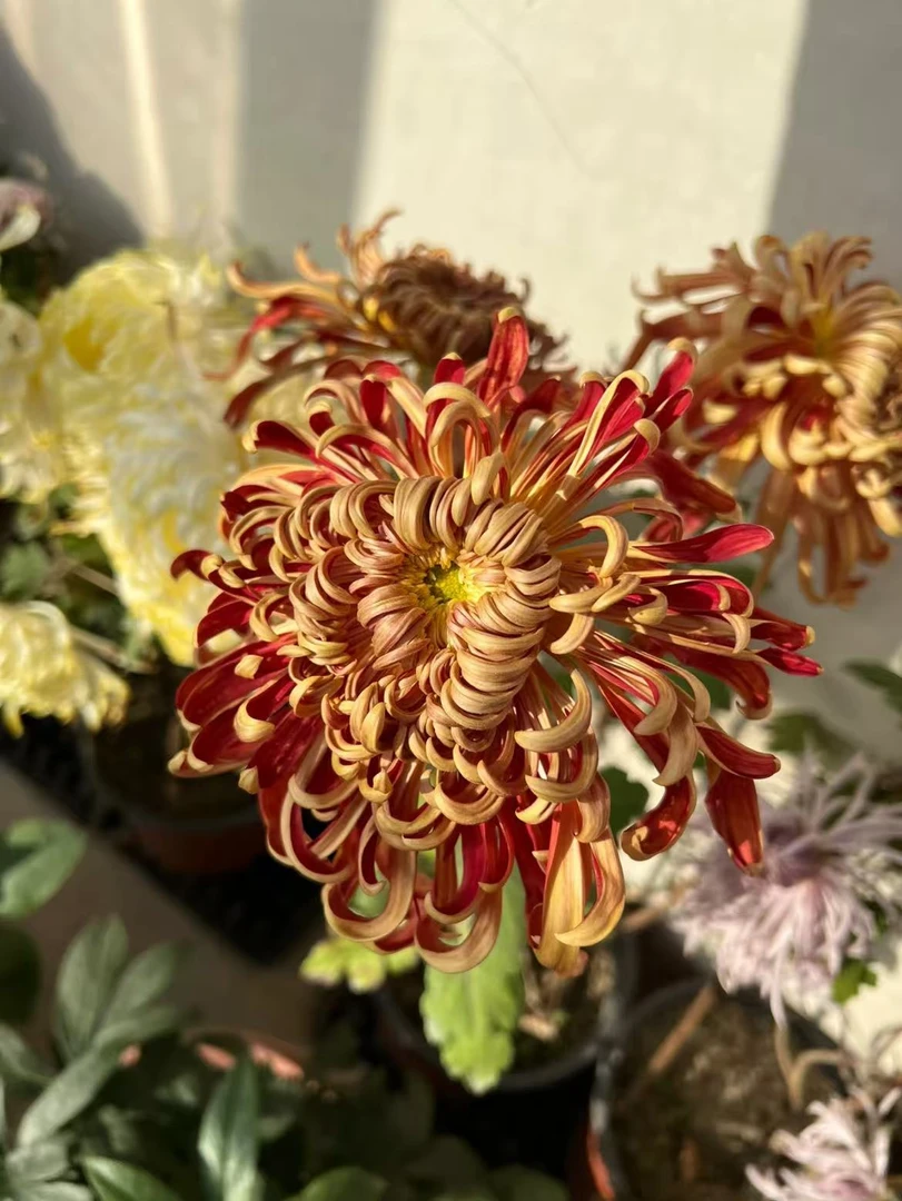 九月菊【燕山秋韵】菊花盆栽 大花富贵菊  好养活