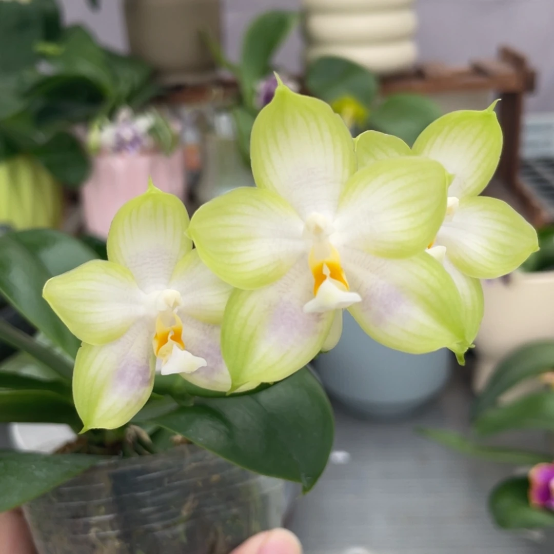 完全开放YC208，2.5杯开花株