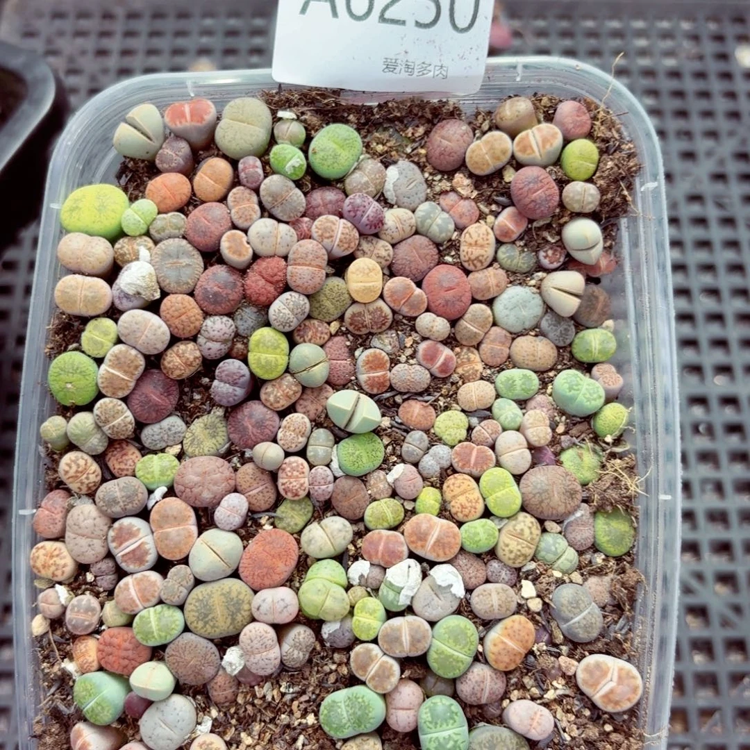 6250—生石花 生石花
