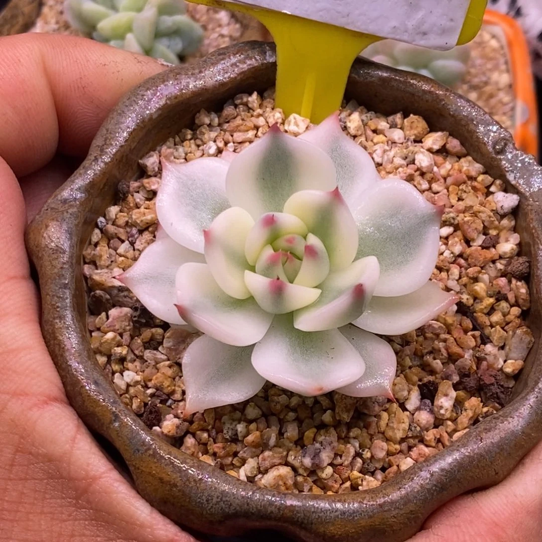 89吉娃娃锦多肉植物……