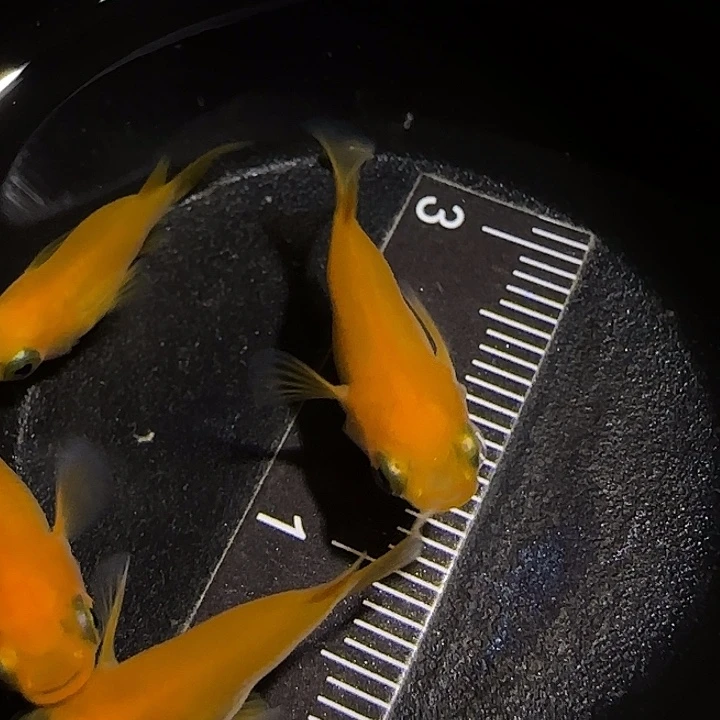 青鳉鱼一物一拍009