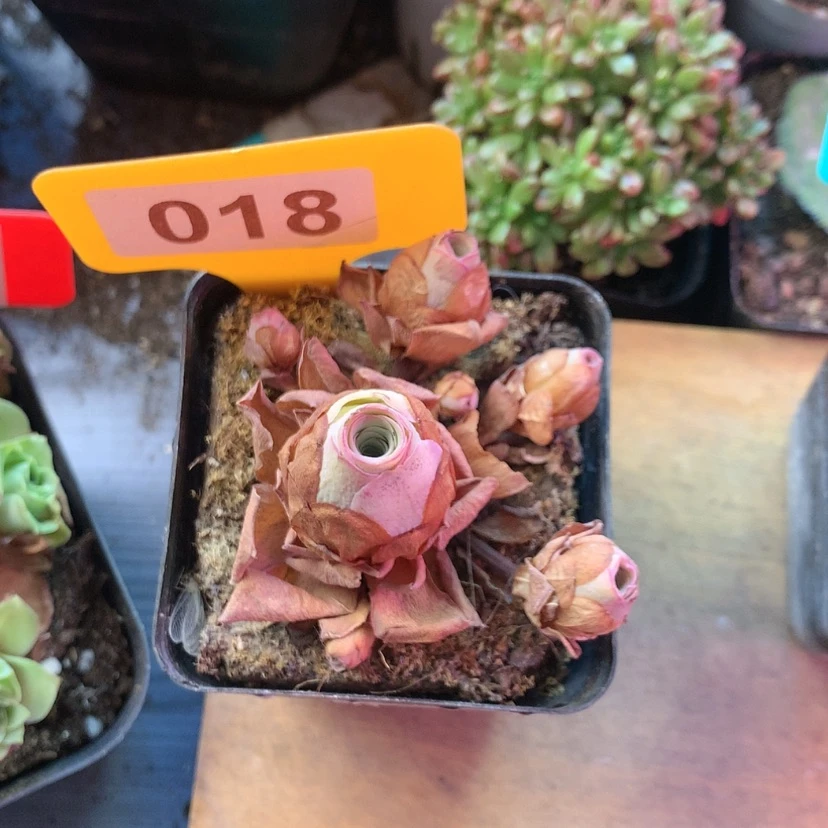 【闪购商品】浮**梦粉红舞鞋018