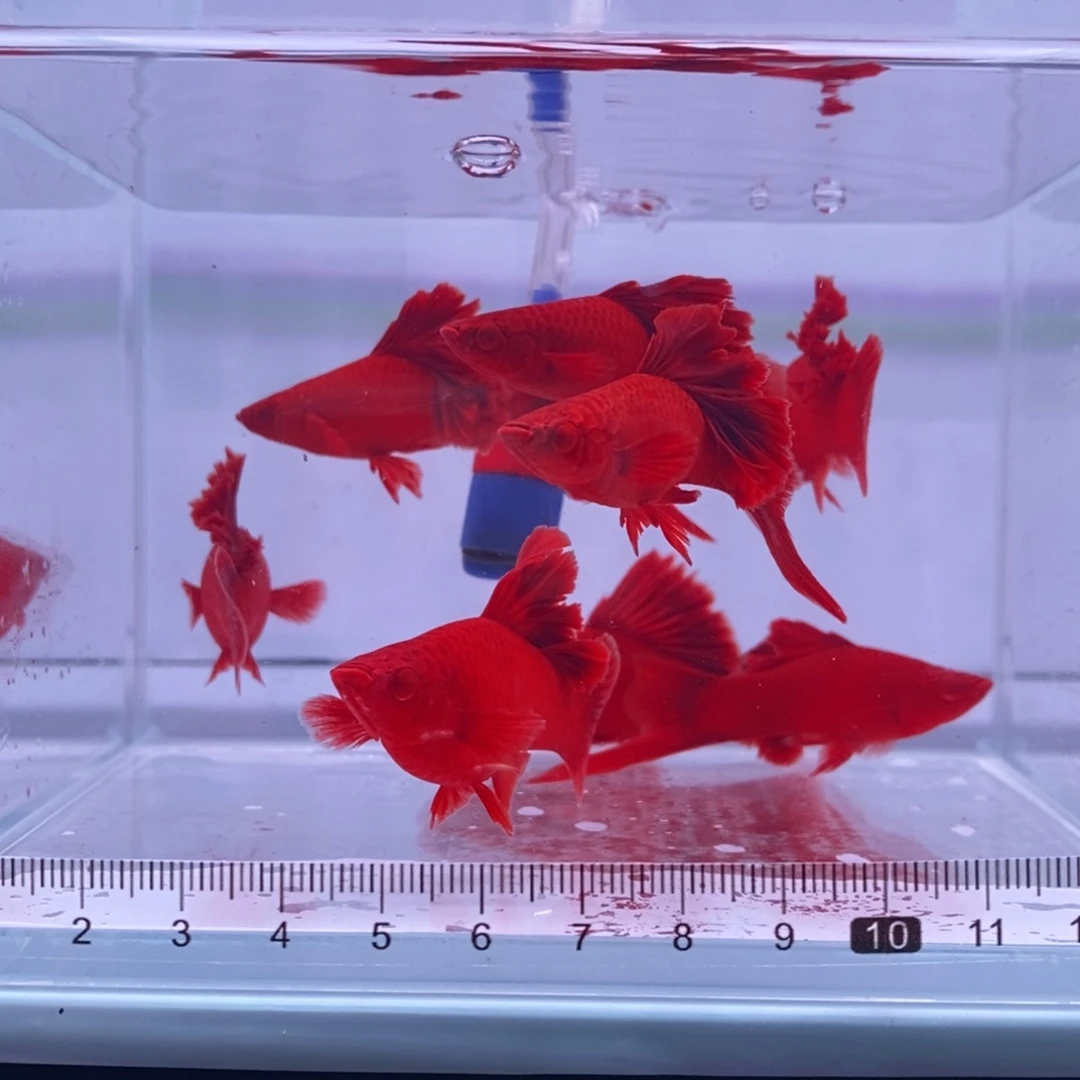 红剑鱼高鳍红剑成鱼4公4母