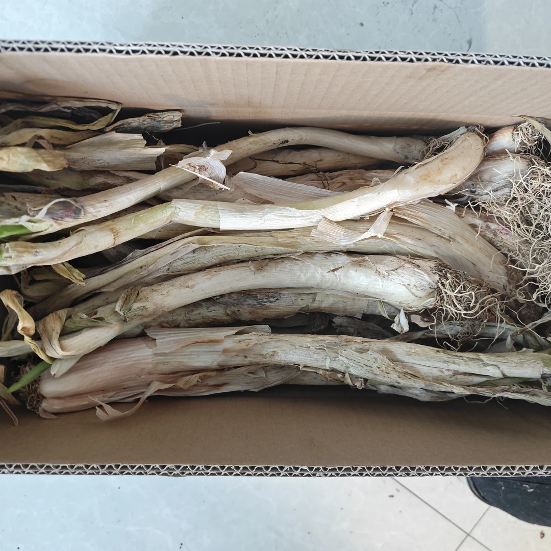 东北黑龙江自家种植大葱干葱5斤一份