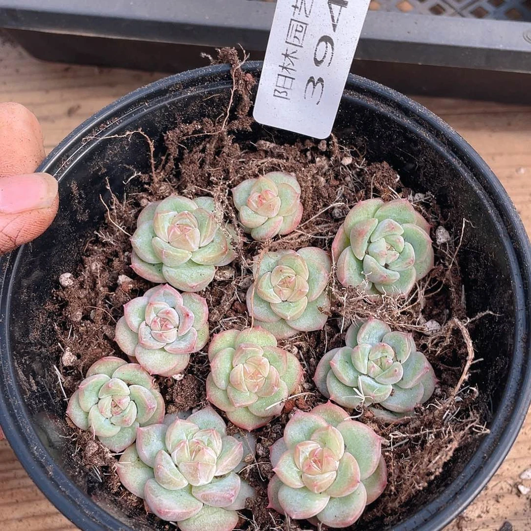 多肉植物多肉植物394