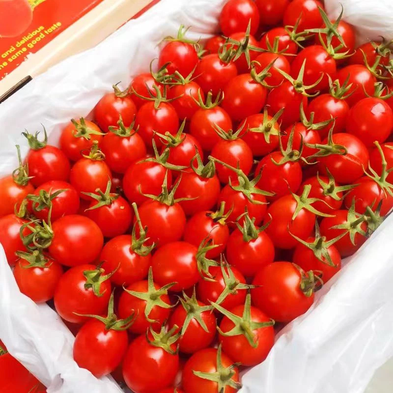 蛙语小番茄 清甜多汁