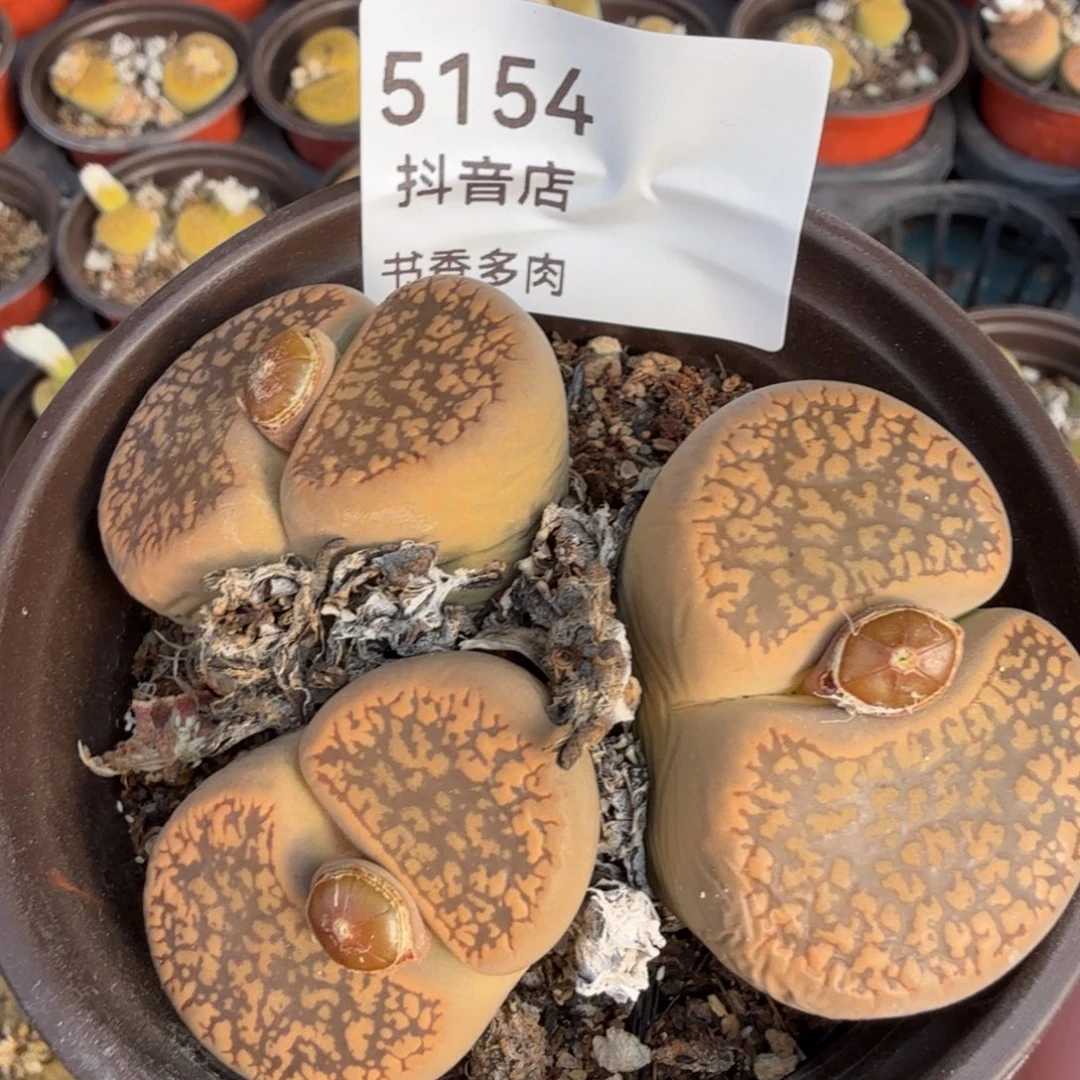 多肉。