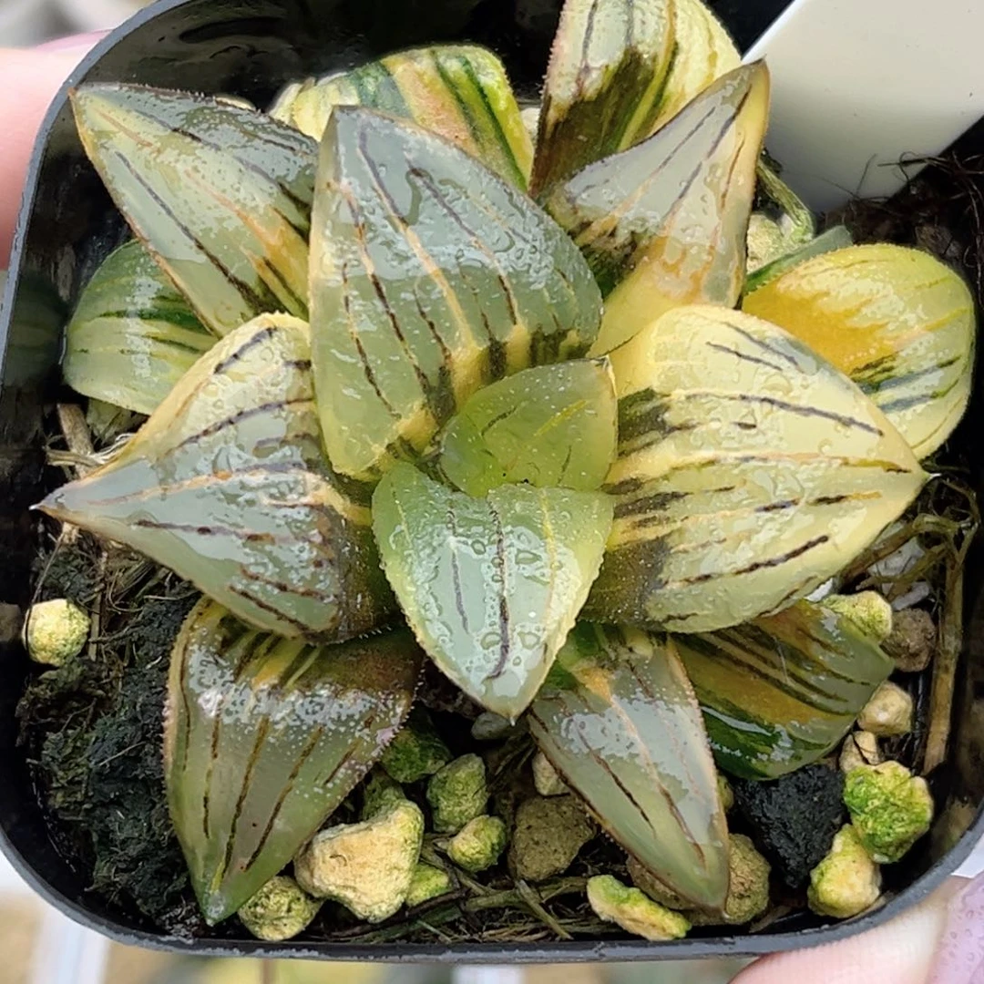 38红纹寿锦福利专场