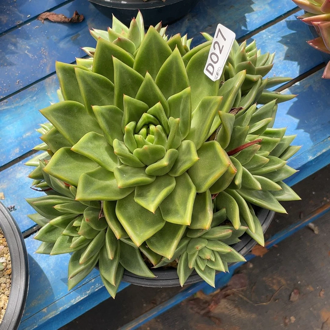 若如东云单拍D027