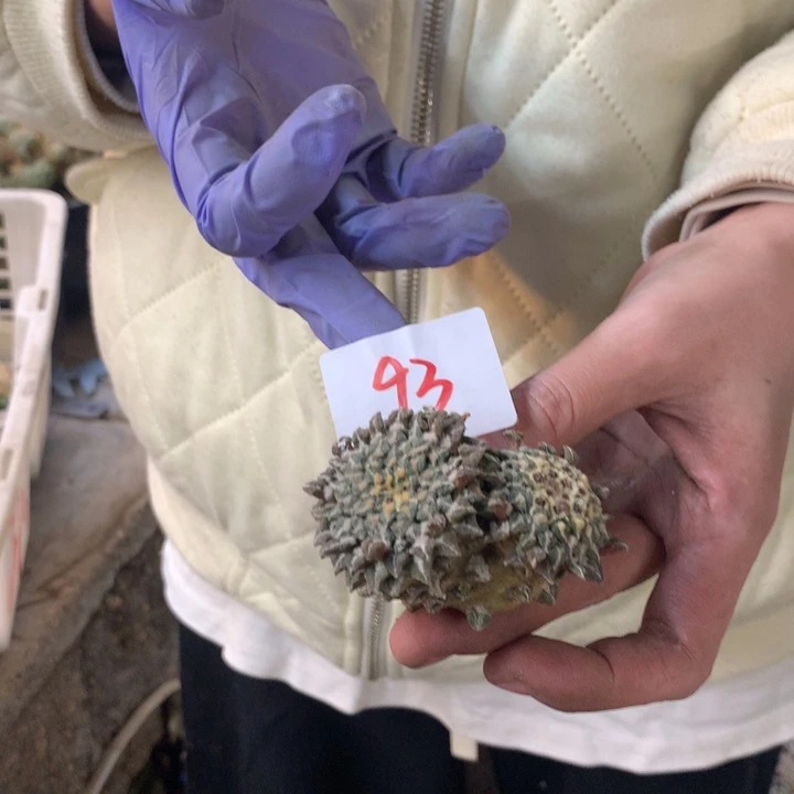 岩牡丹93号。。。。。。。。