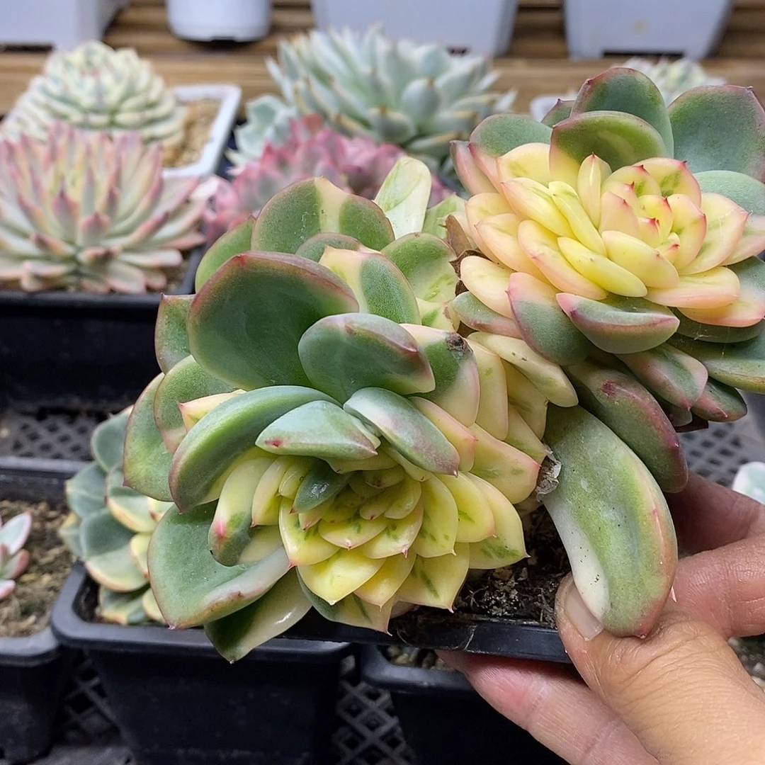 1803 漂亮不知名东云花脸锦双头 需延时发货