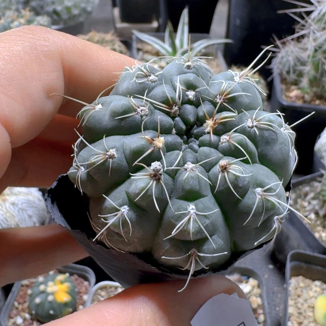 869绯花玉脱土发货