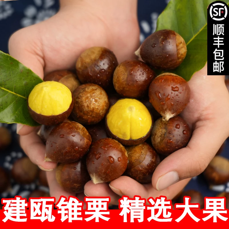 【顺丰直达】建瓯圆锥栗福建正宗野生板栗农家高山现摘现发圆锥栗