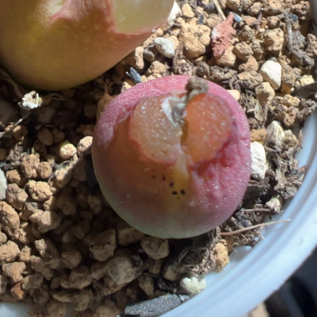 s*i专拍专拍肉锥植物