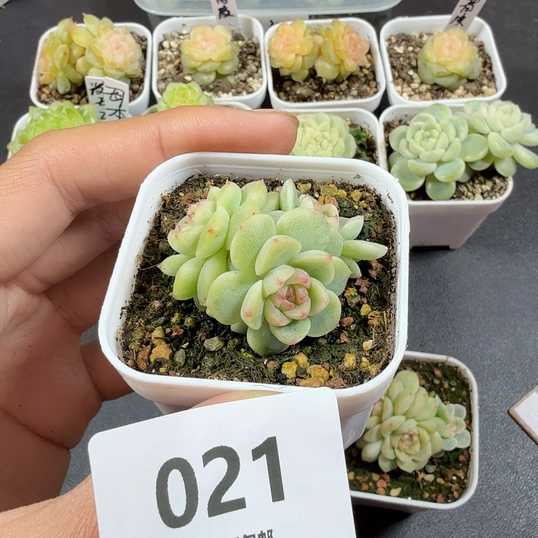 纸鸢三头一物一拍021