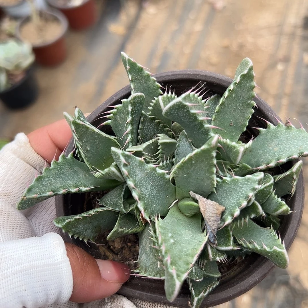 多肉植物怒涛开花
