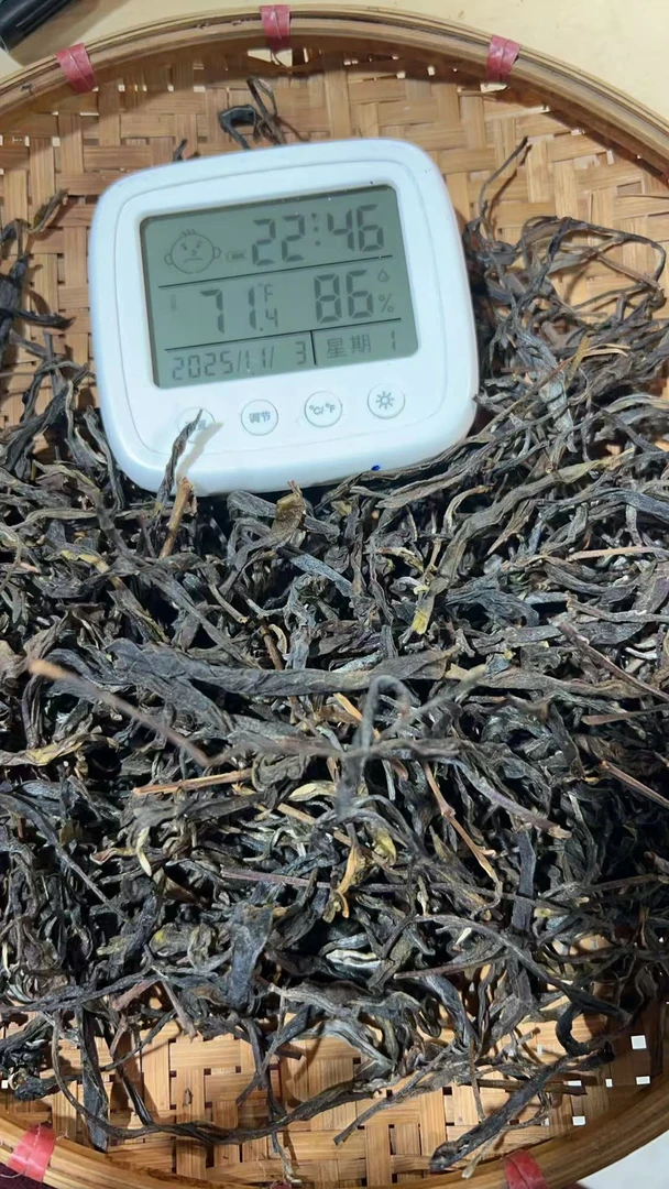 【123】2025年 曼岗(春) 古树 高杆生茶 散茶【11月3日】