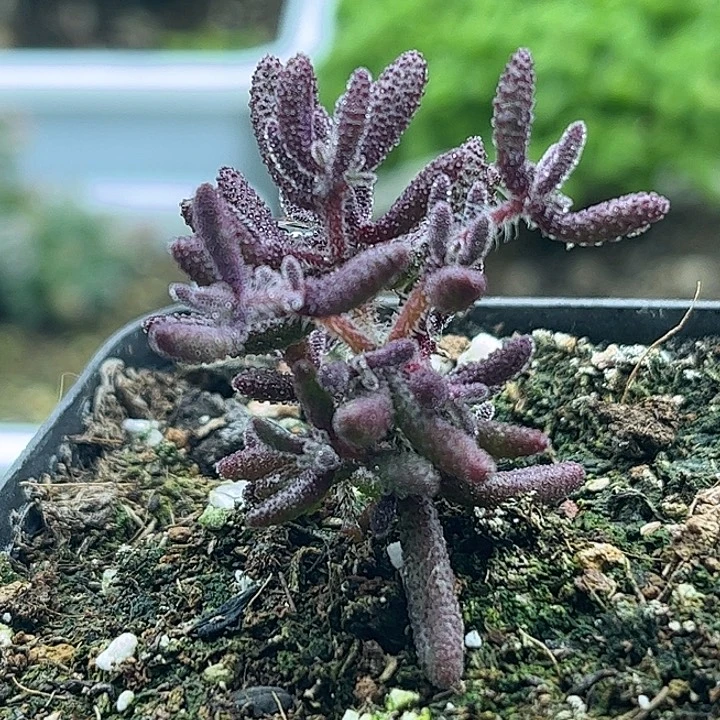 昕宝红麒麟枝干番杏