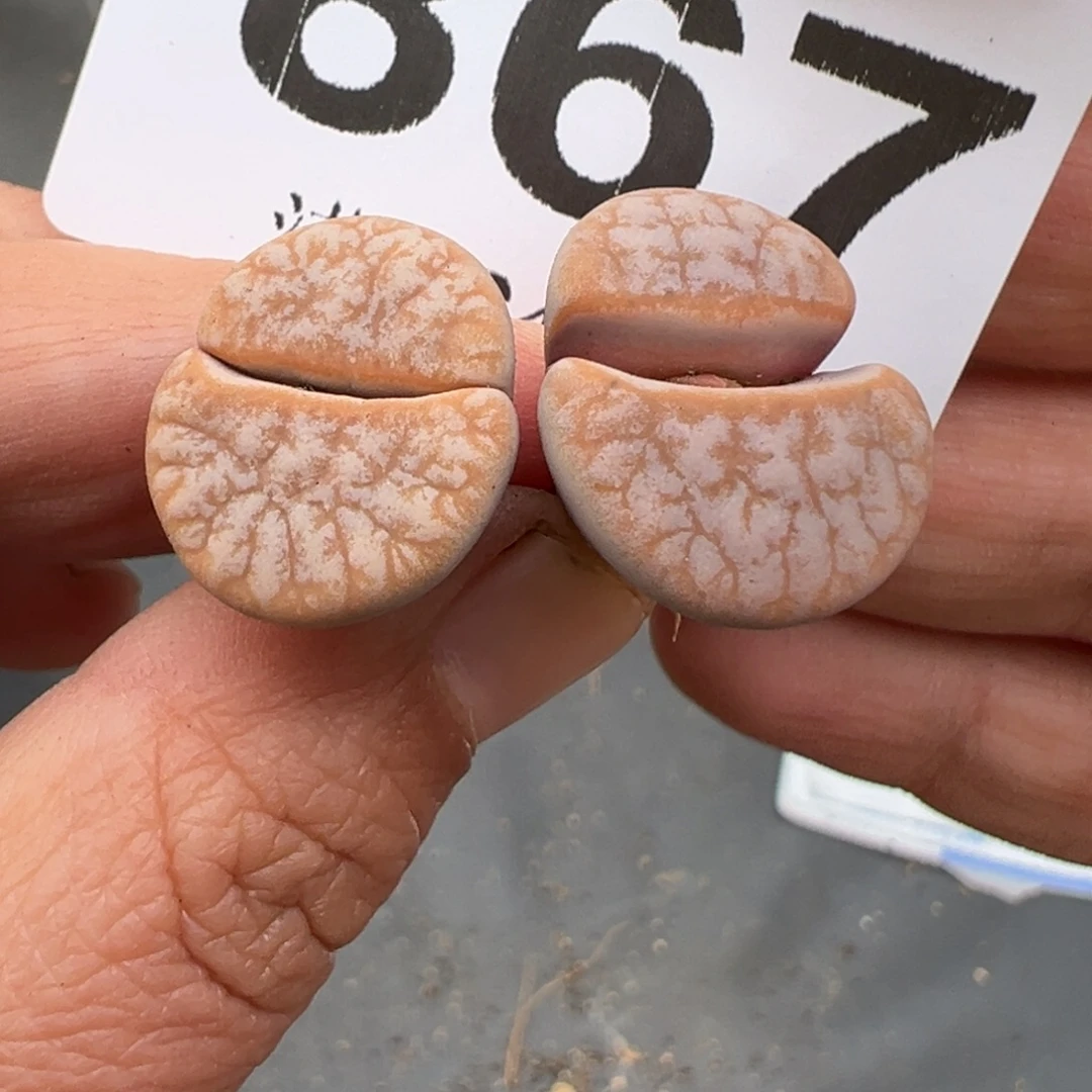 10.19好看的多肉脱土发货867