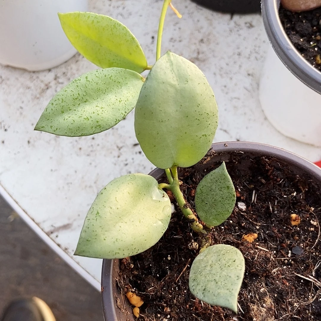 完全开放薄荷银币球兰29