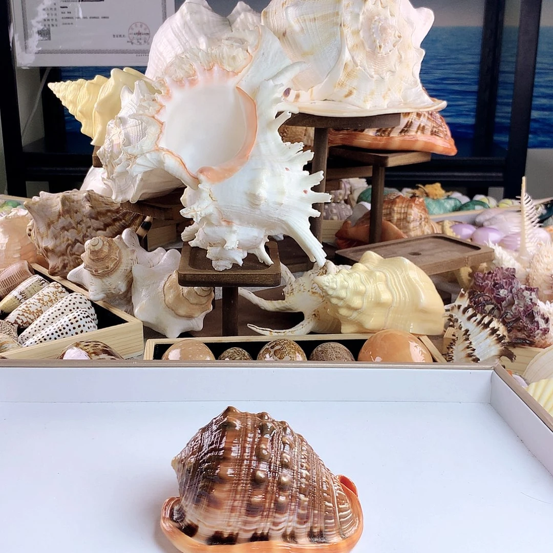 贝壳手串/手链贝壳