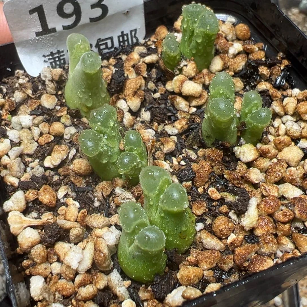 【闪购商品】 193。