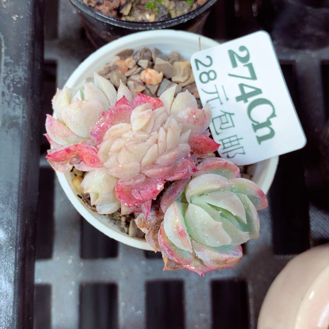 5厘米盆精控多肉274