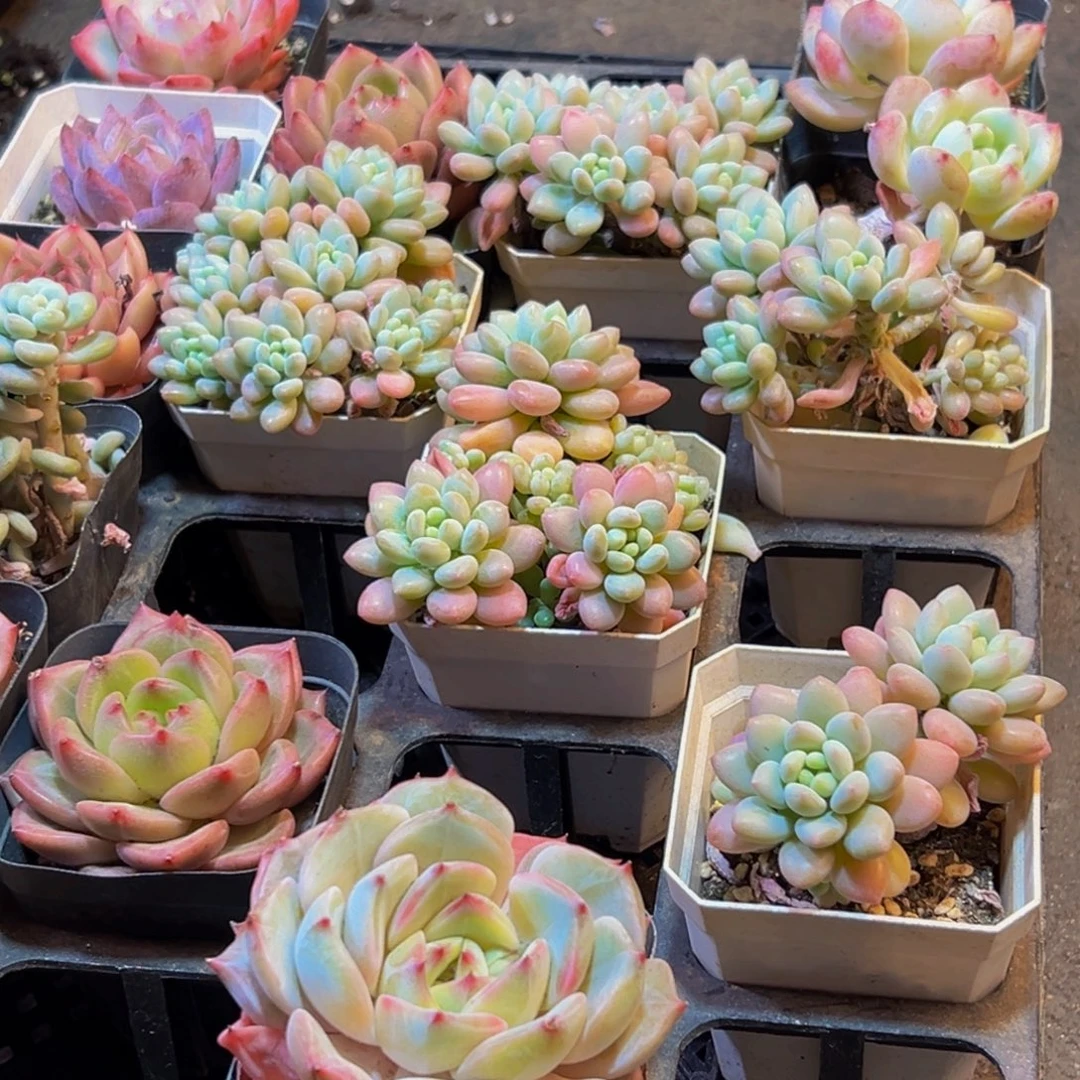 628多肉葡萄领导人物库资料