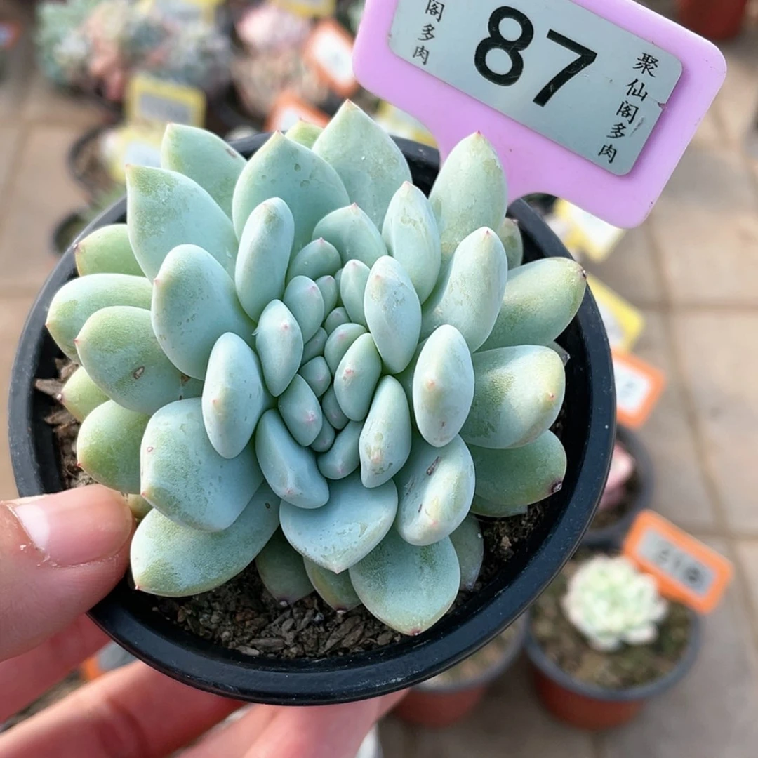 【闪购商品】87号的