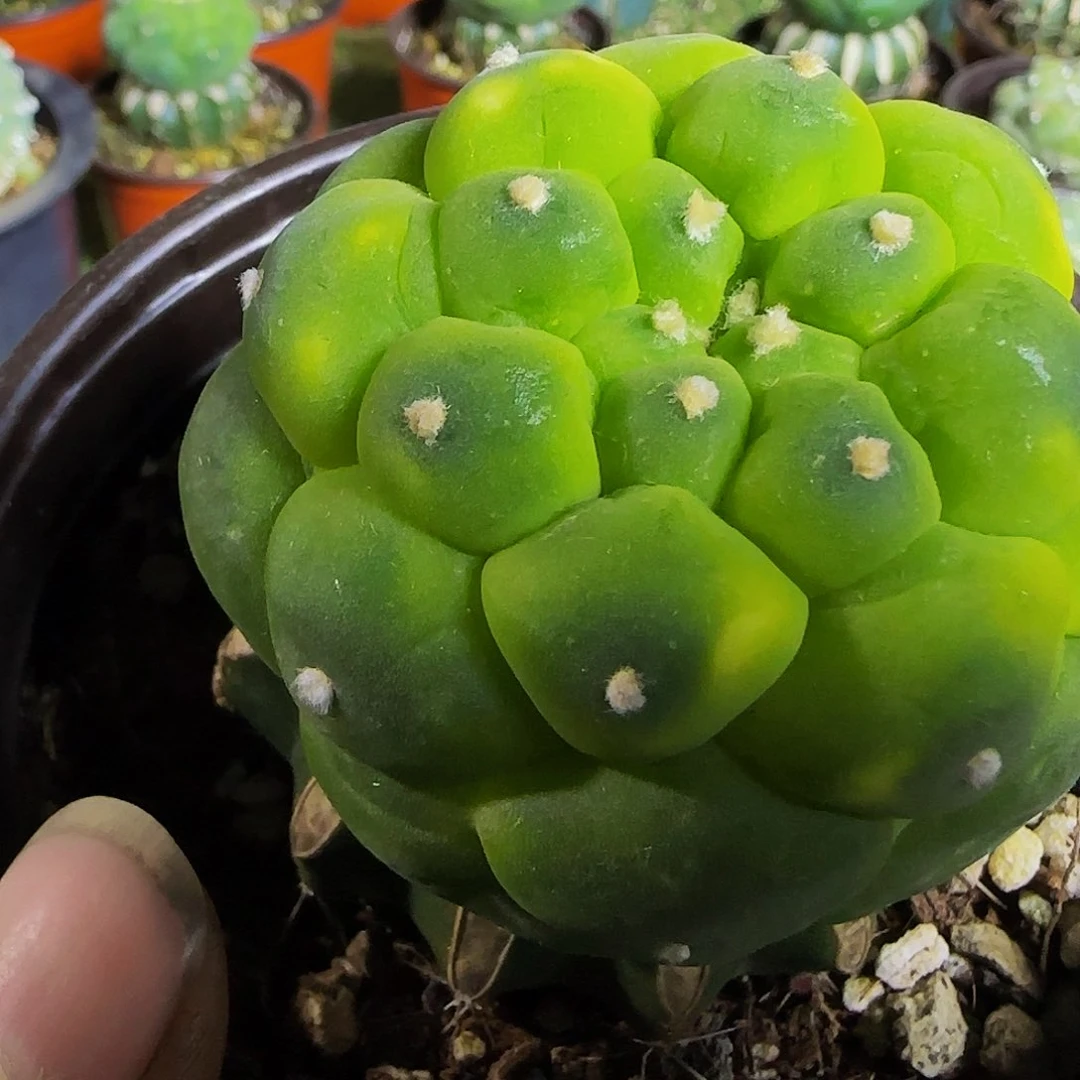 黄体大尤仙646仙人球