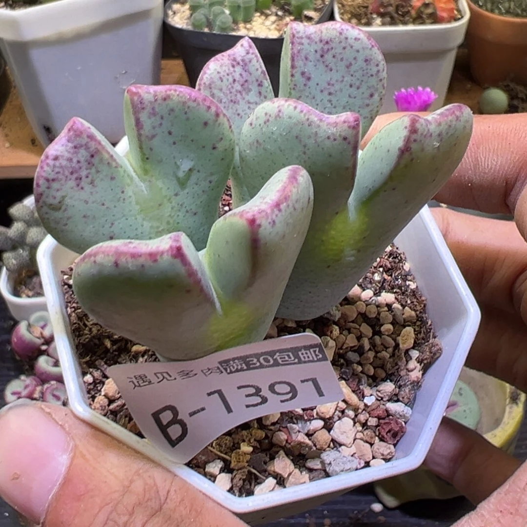 多肉植物111111111111