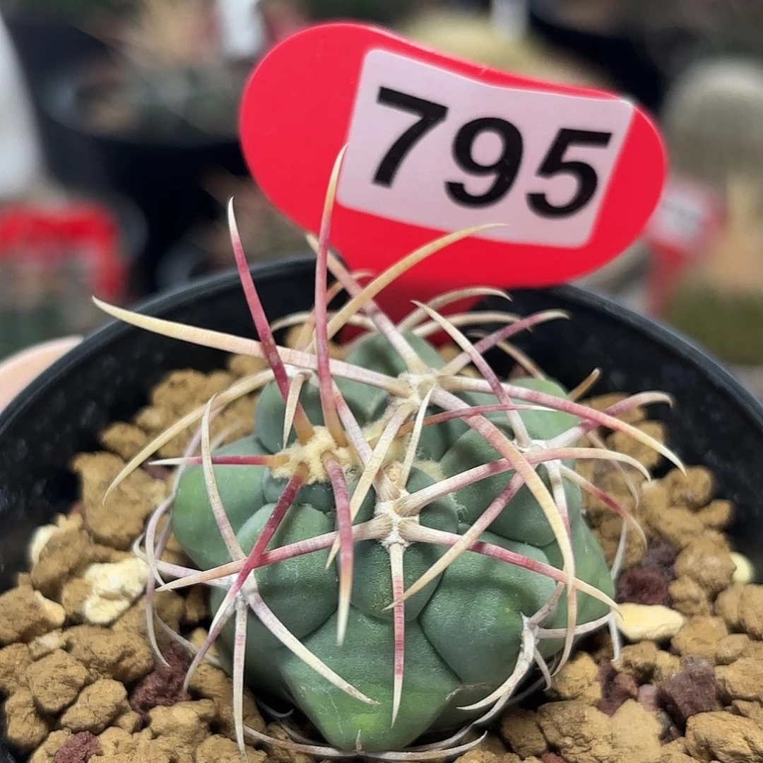 仙人球实生绯冠龙