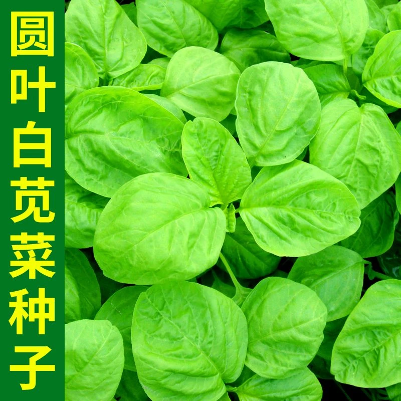 【工厂直发】圆叶白苋菜种子青苋菜绿苋菜汉菜种籽四季可种农家春种