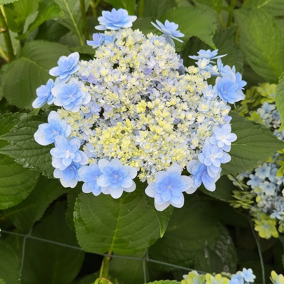 51 号！3支起顺丰空运包邮