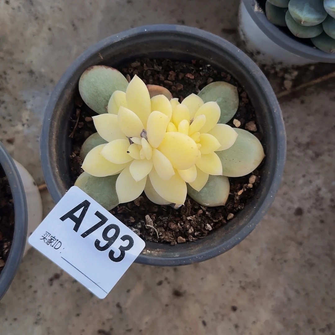 A***e梦露锦底座A793号