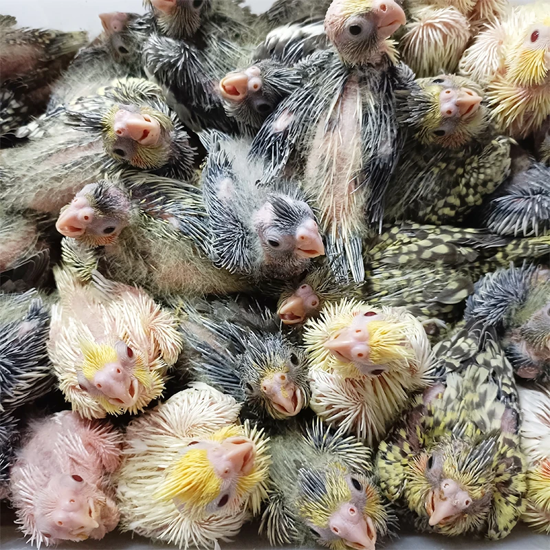手养玄凤鹦鹉半毛雏鸟活体亲人鸟宠一物一拍（顺丰包邮包活48小时）