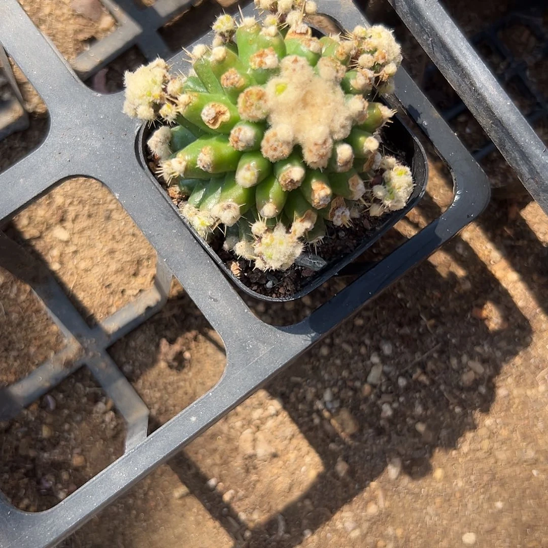 多肉植物多肉植物