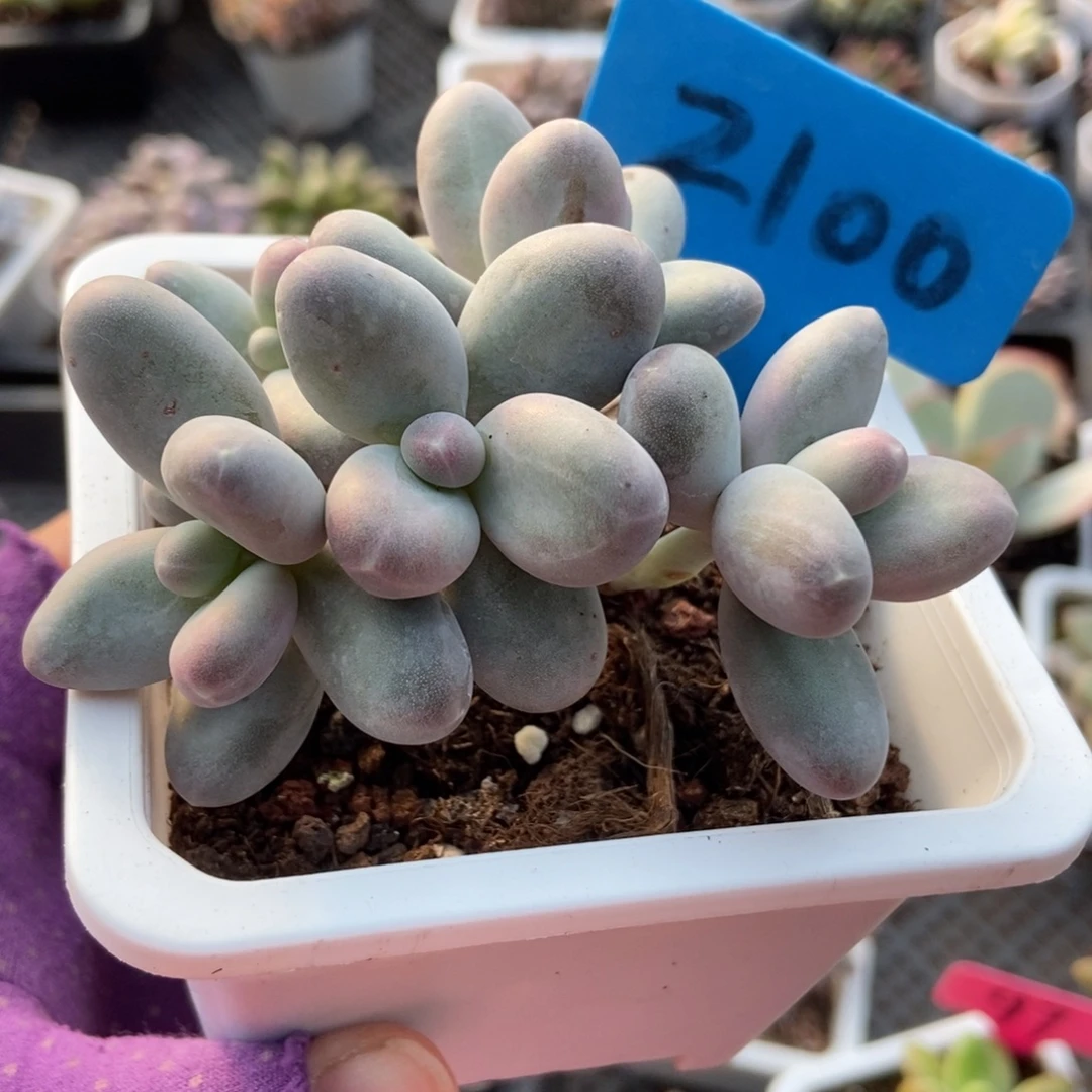 2100乌拉奶多肉植物