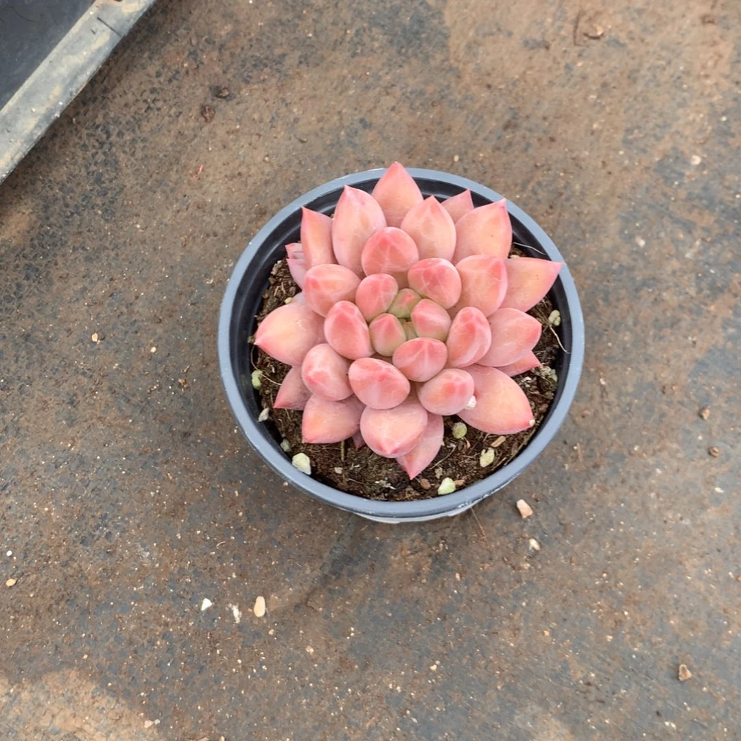 清水桥和水塘组成全之