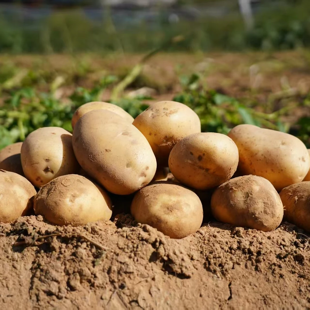 陕北老品种米拉黄心洋芋又粉又糯中果