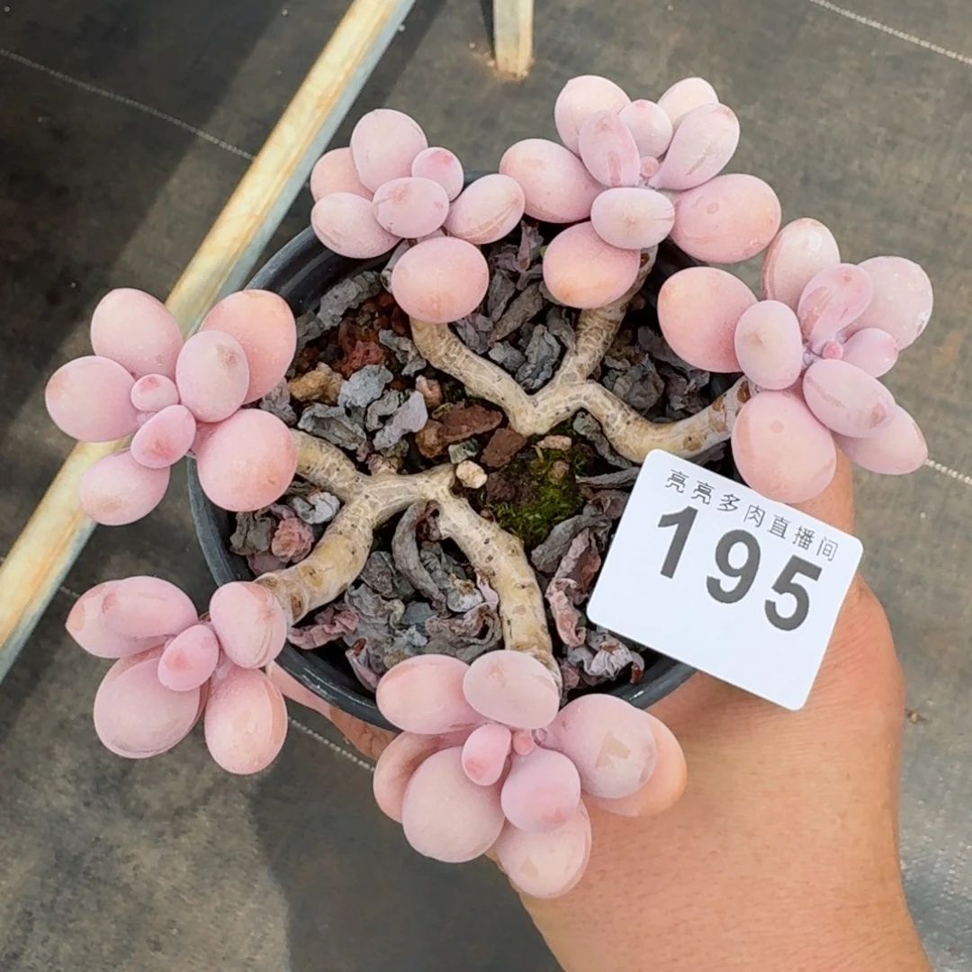 桃蛋老桩            精美多肉植物
