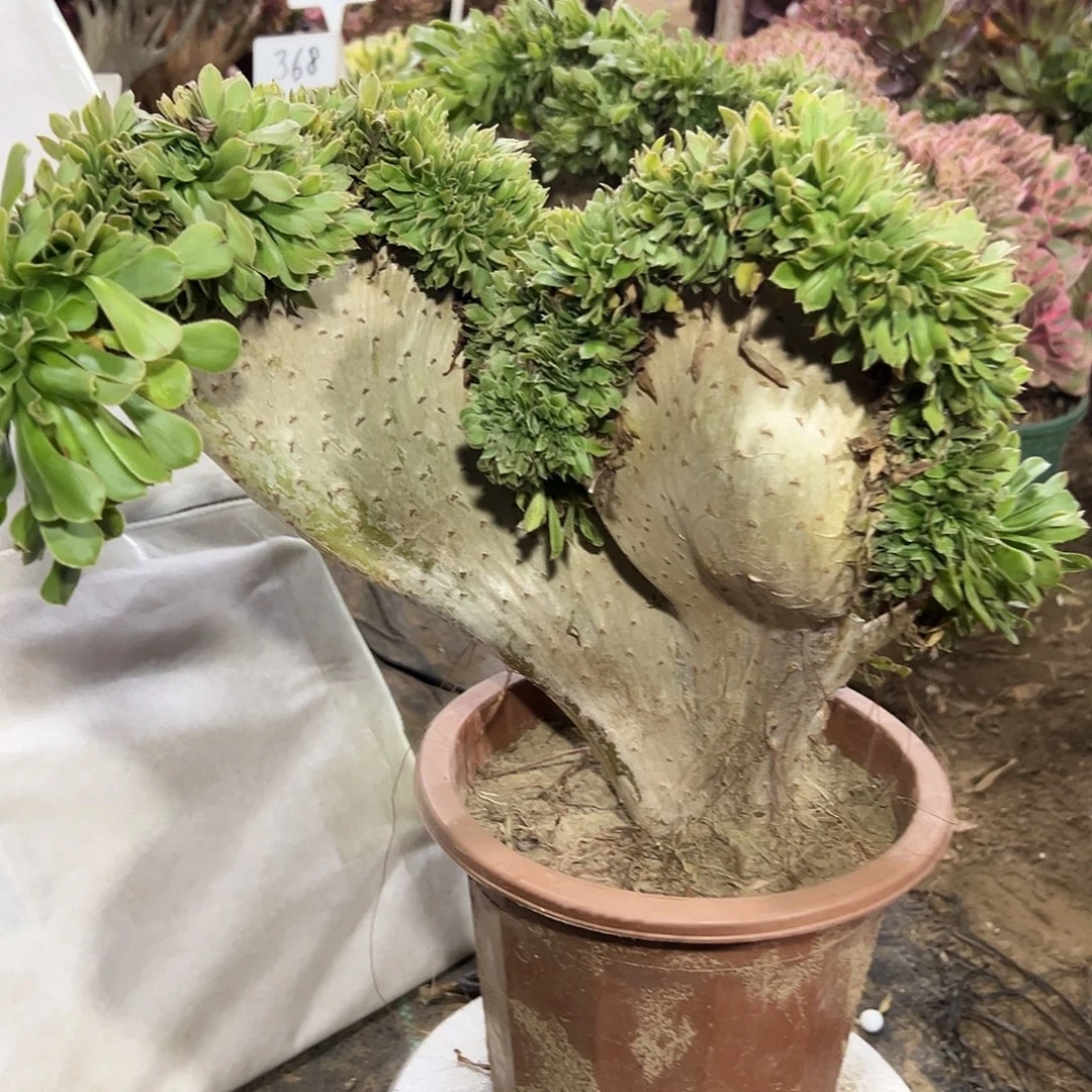 多肉植物原始绿缀花11