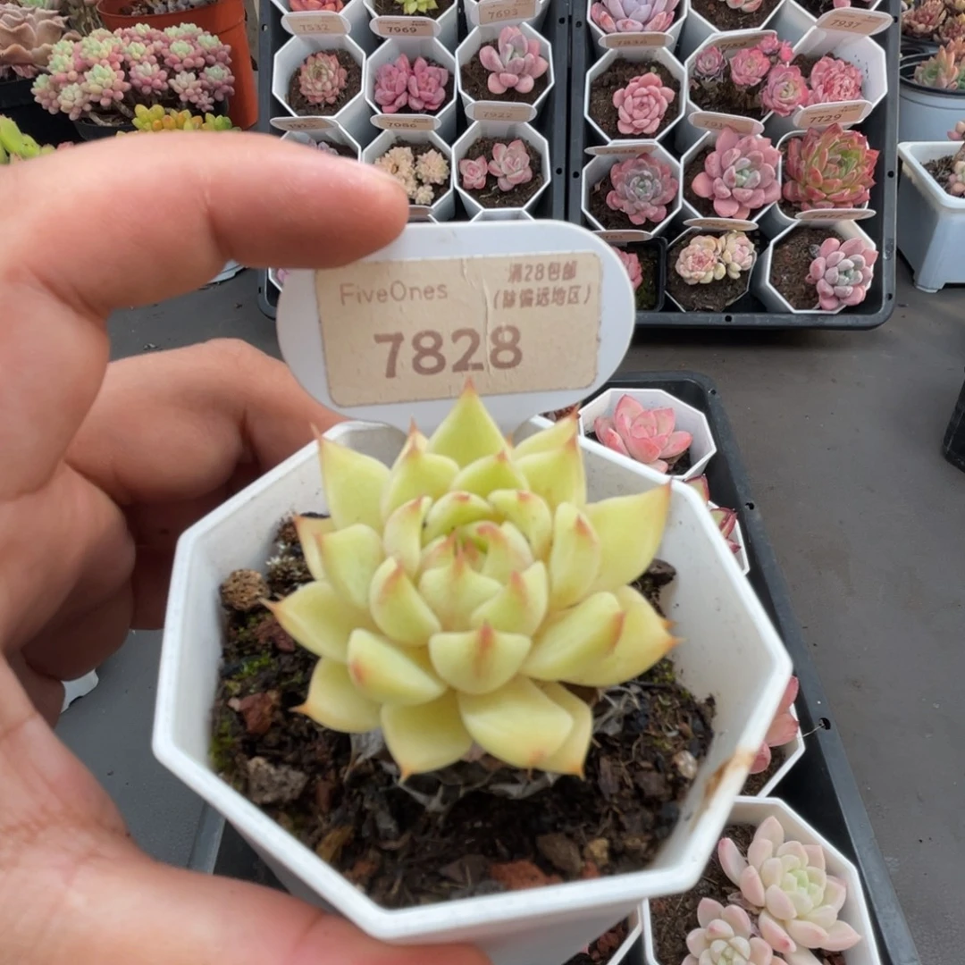 7828苯巴蒂斯 4.5厘米