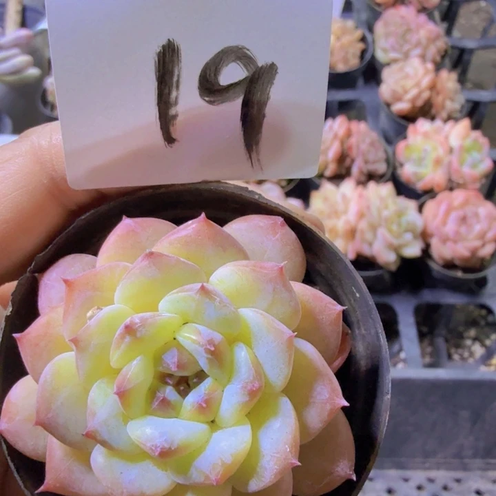 19.qqwwwwwwwwwwwwwww