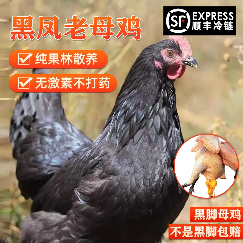 【两只】生态散养两年黄油黑脚黑凤老母鸡土鸡净重5到6斤顺丰冷链